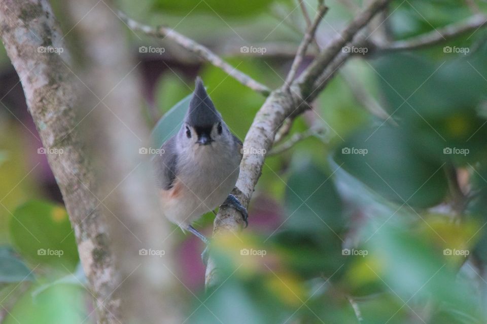 Tufted Titmouse