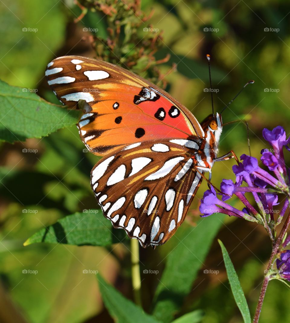 Close-up of butterfly on flower