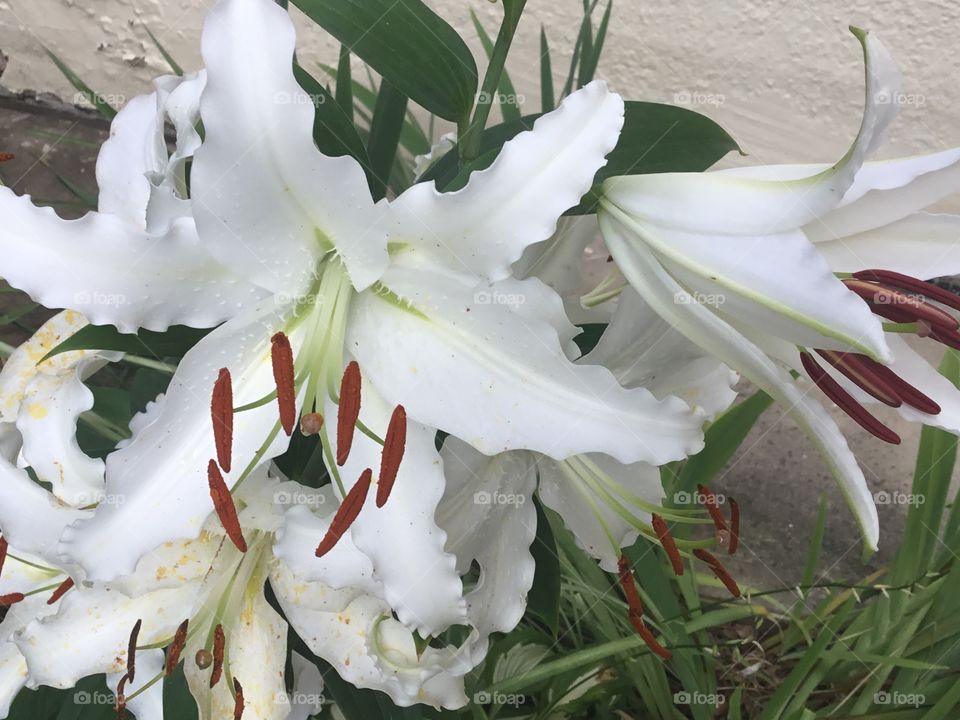Easter lily cluster
