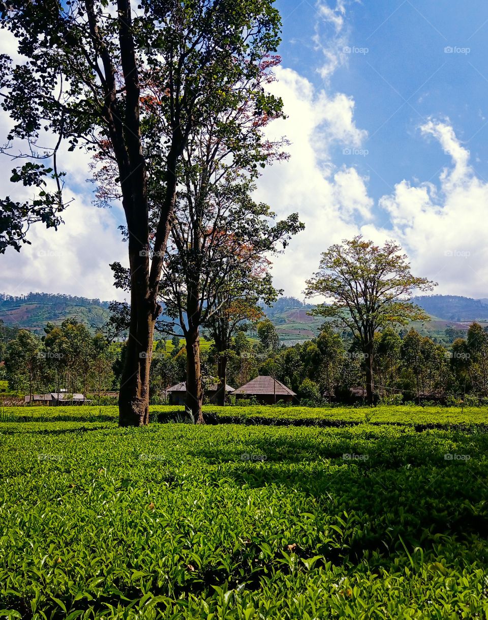 morning view in the tea plantation