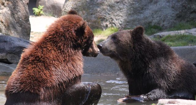 Bears