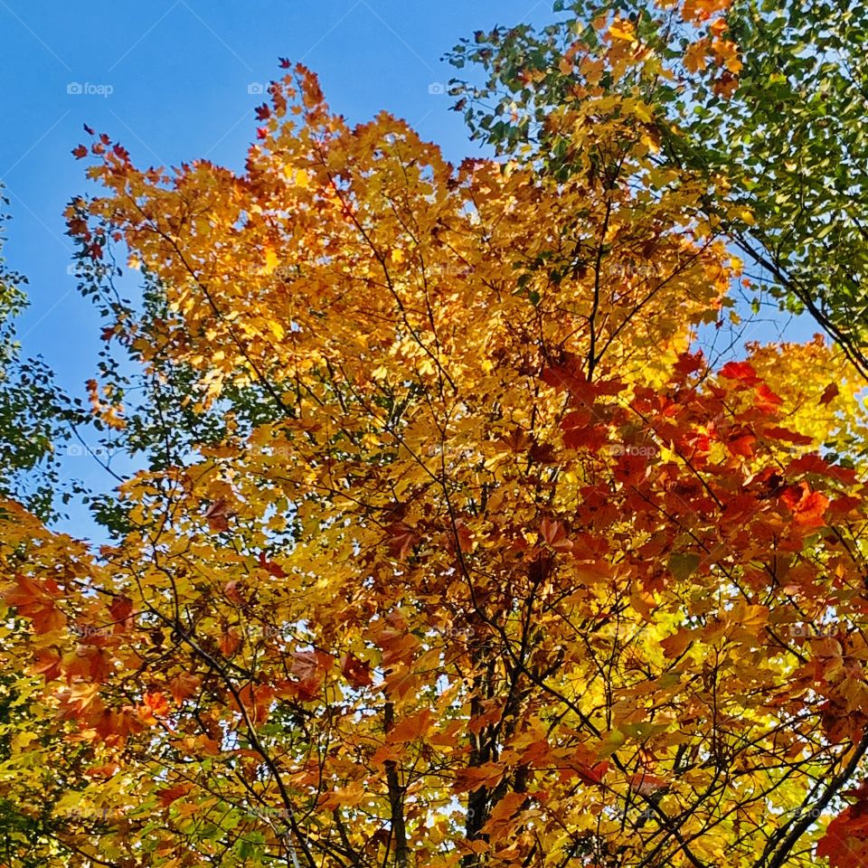Autumn in the Laurentians 🍂