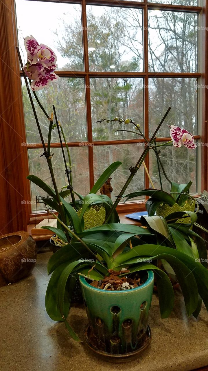 orchid by the window in kitchen.