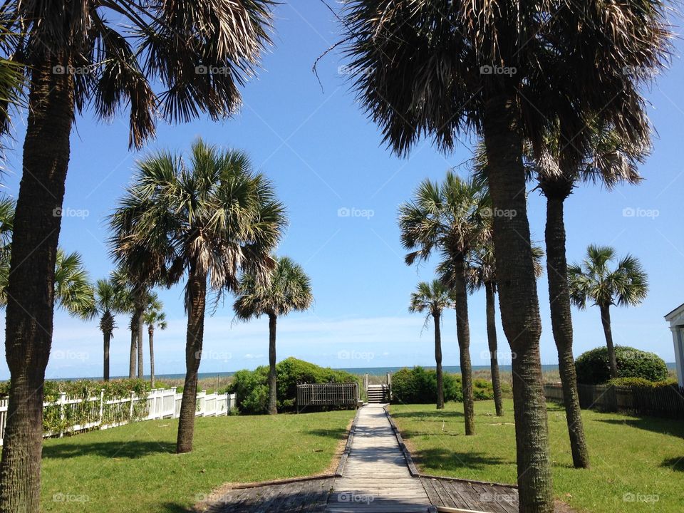 Tree, Palm, No Person, Travel, Beach