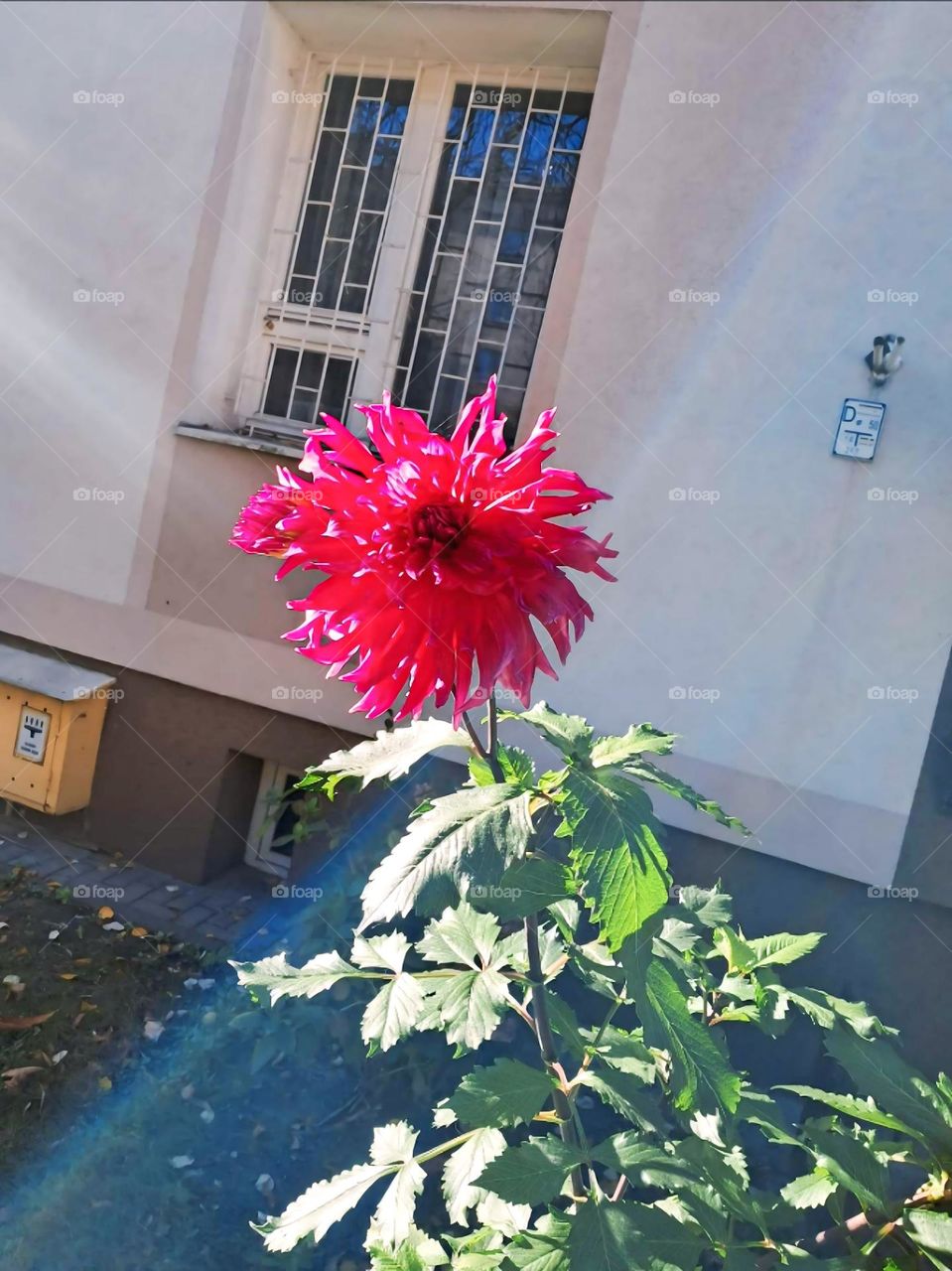"Vibrant Red Dahlia in Bloom"