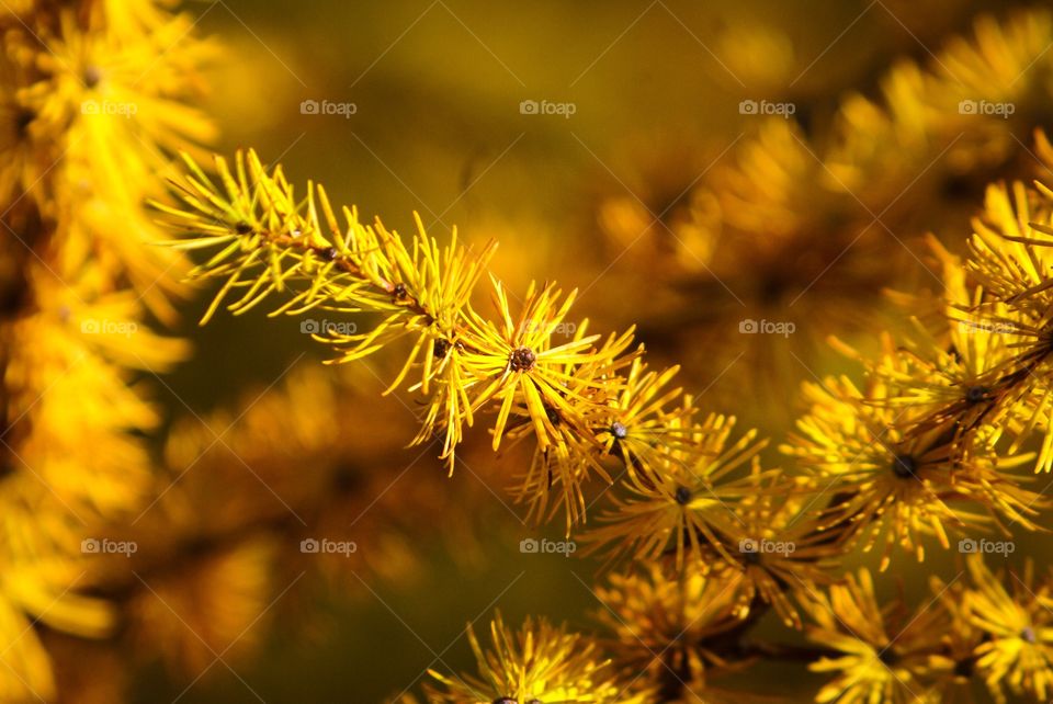 Close-up of plant