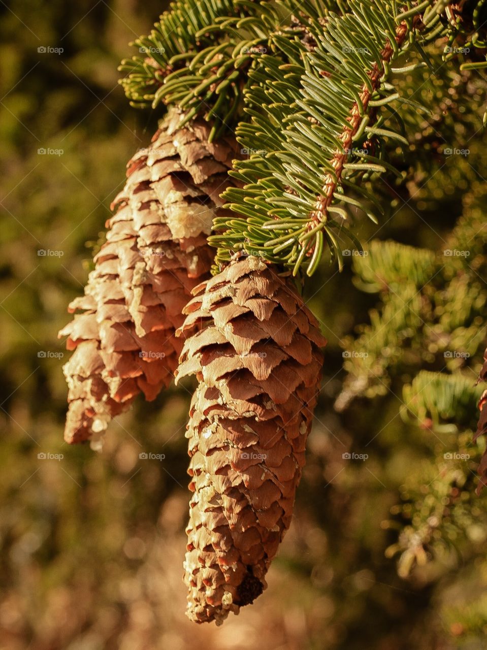 Pine acorn on the sunlight