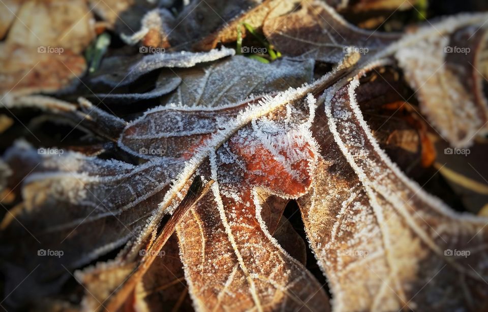 Frost