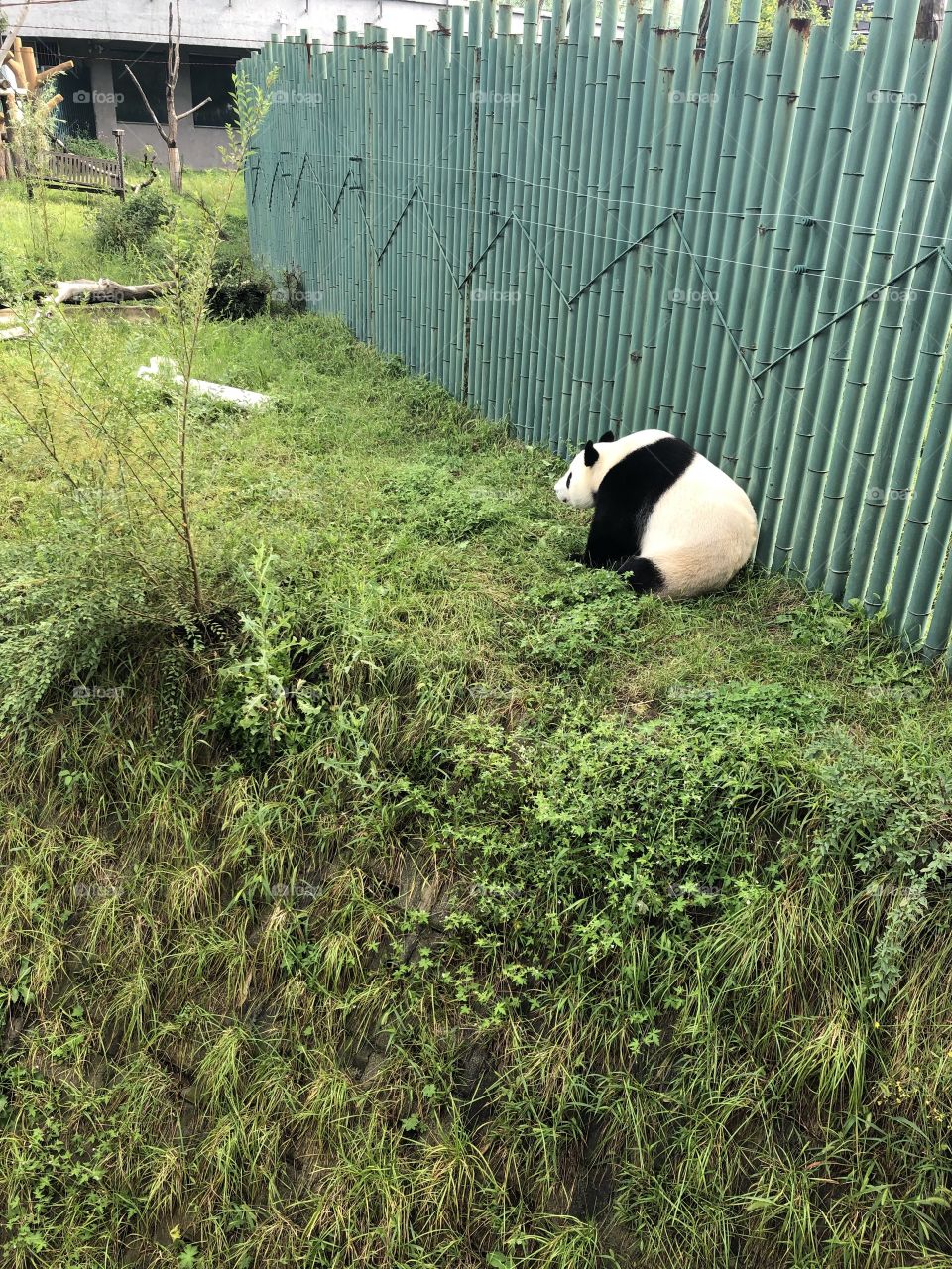 Panda sitting down