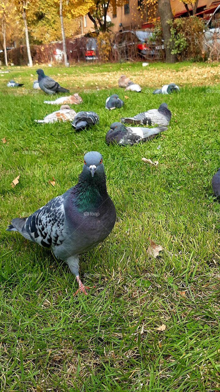 pigeon