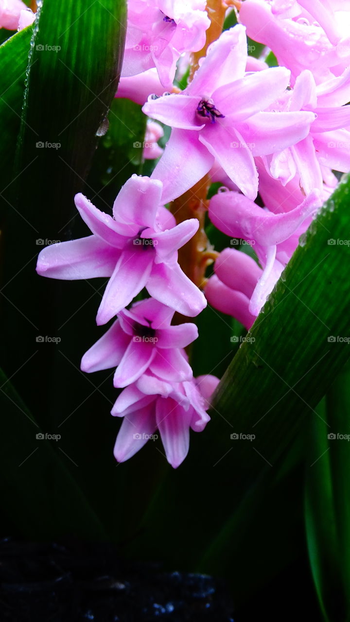 Pink Hyacinth flower
