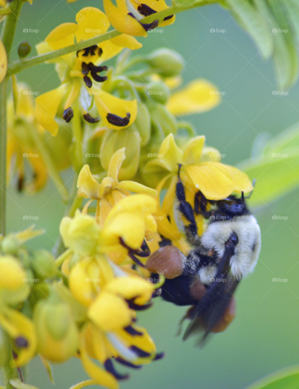 Bee on a flower