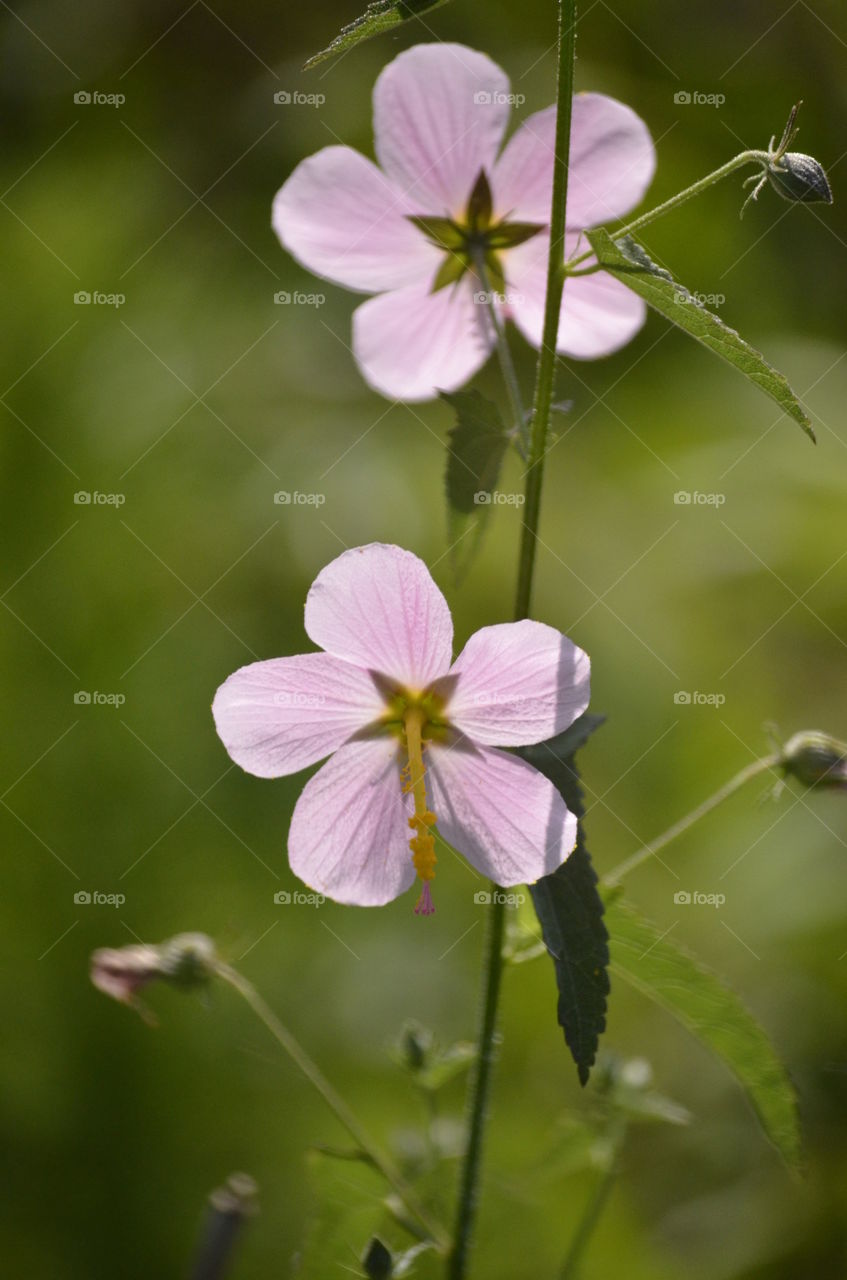 Pink Flowers