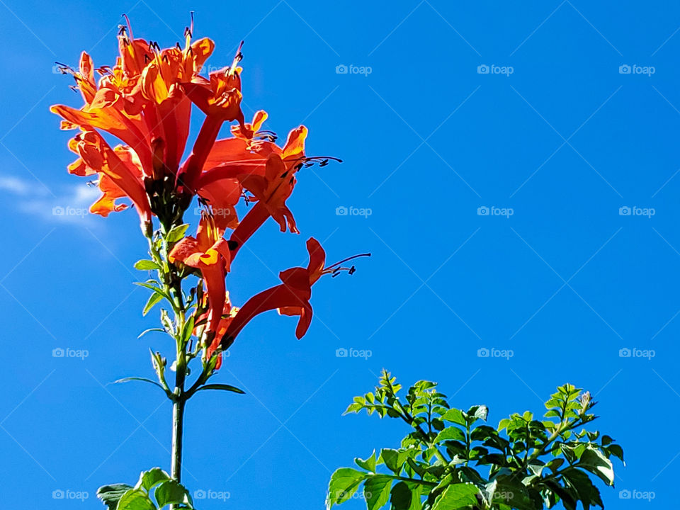 A pop of orange beautiful flowers and green foliage reaching high against a pop of the blue sky.