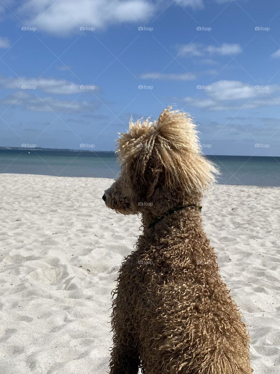 Leerer Hundestrand, Pudel sitzt am Strand und schaut Richtung Meer