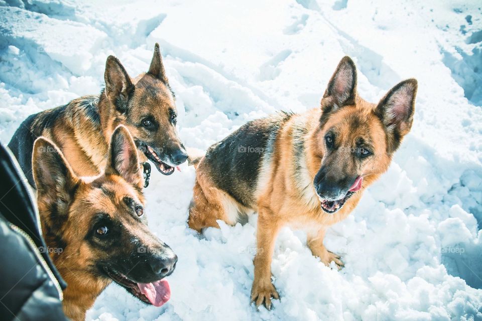 Three shepherds sitting on snow