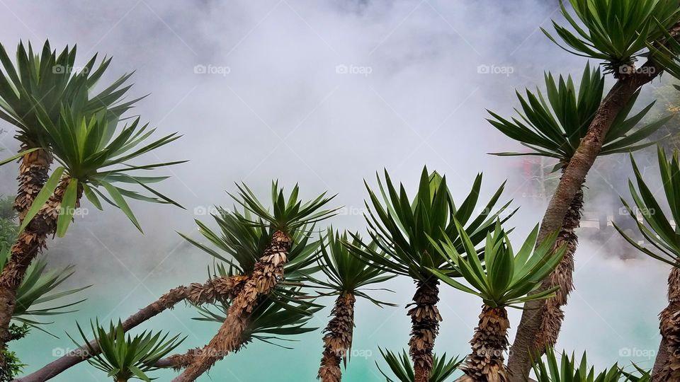 Boiling lake and palm trees