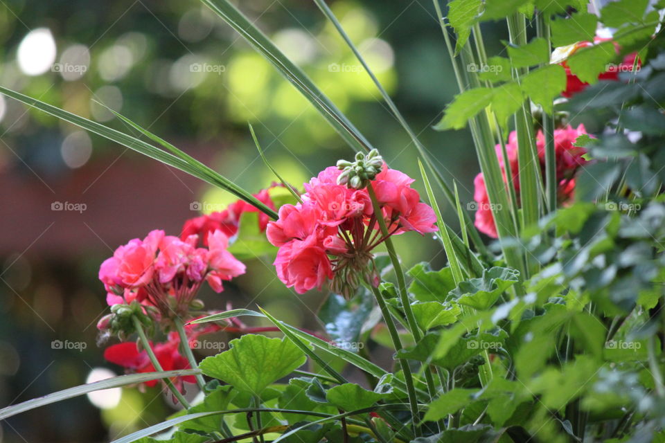 Gorgeous Pink Geraniums