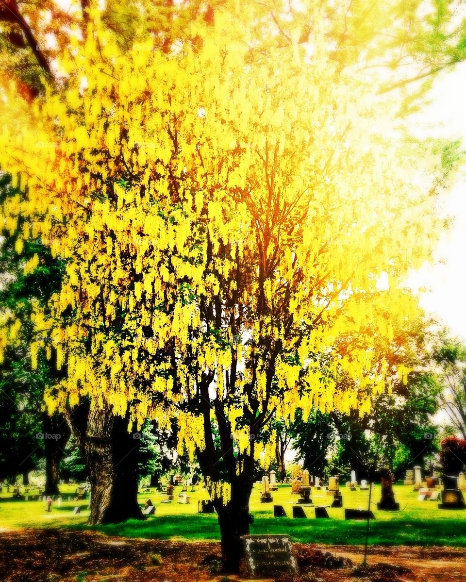 Yellow tree