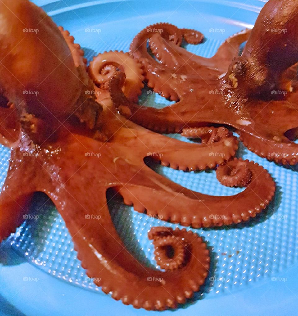 Octopus