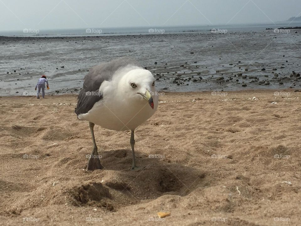 Seagulls 