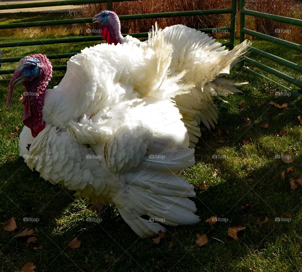 White male turkeys