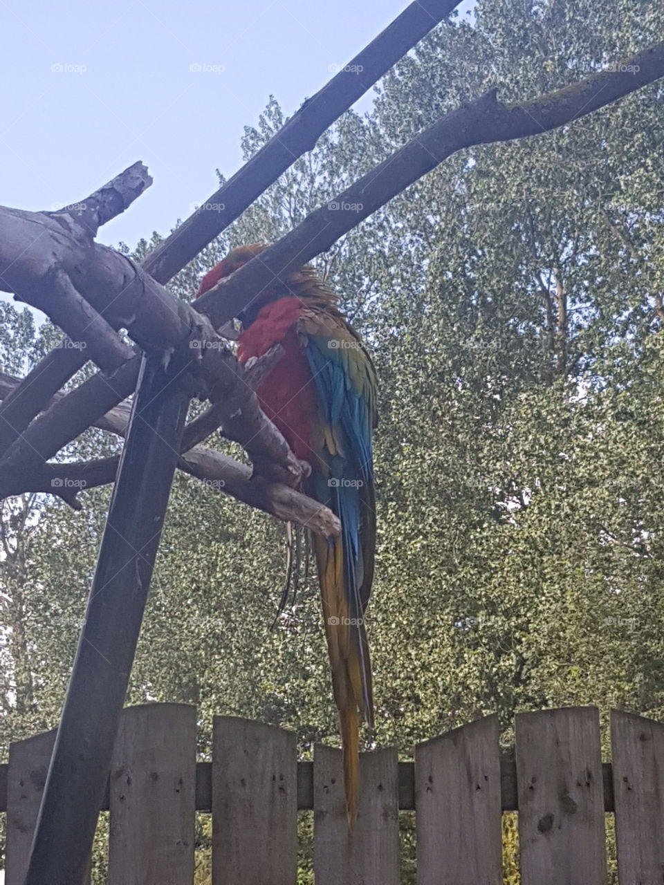 Parrot so cute!! 😆