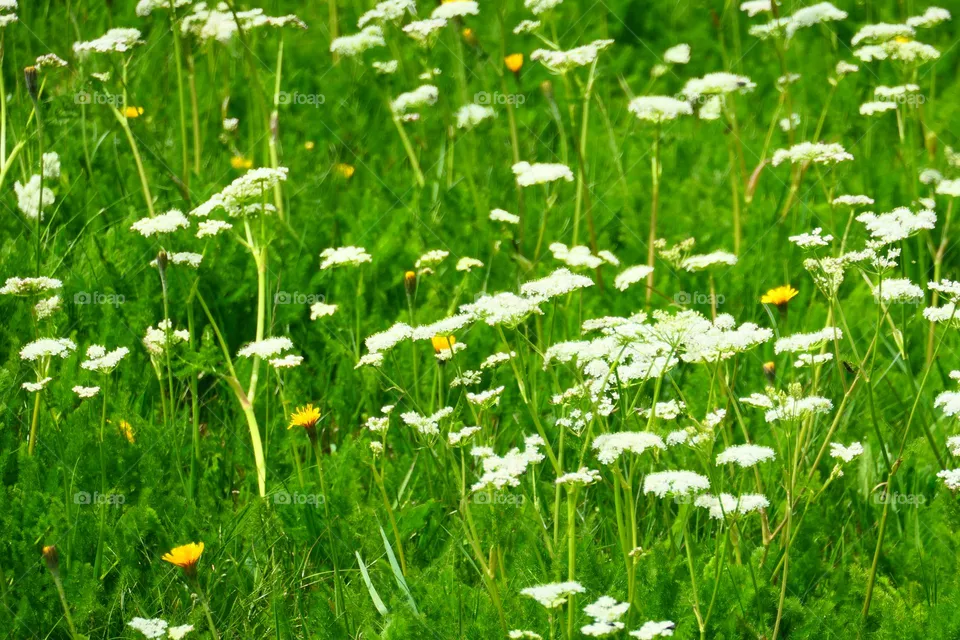 Flower Meadow