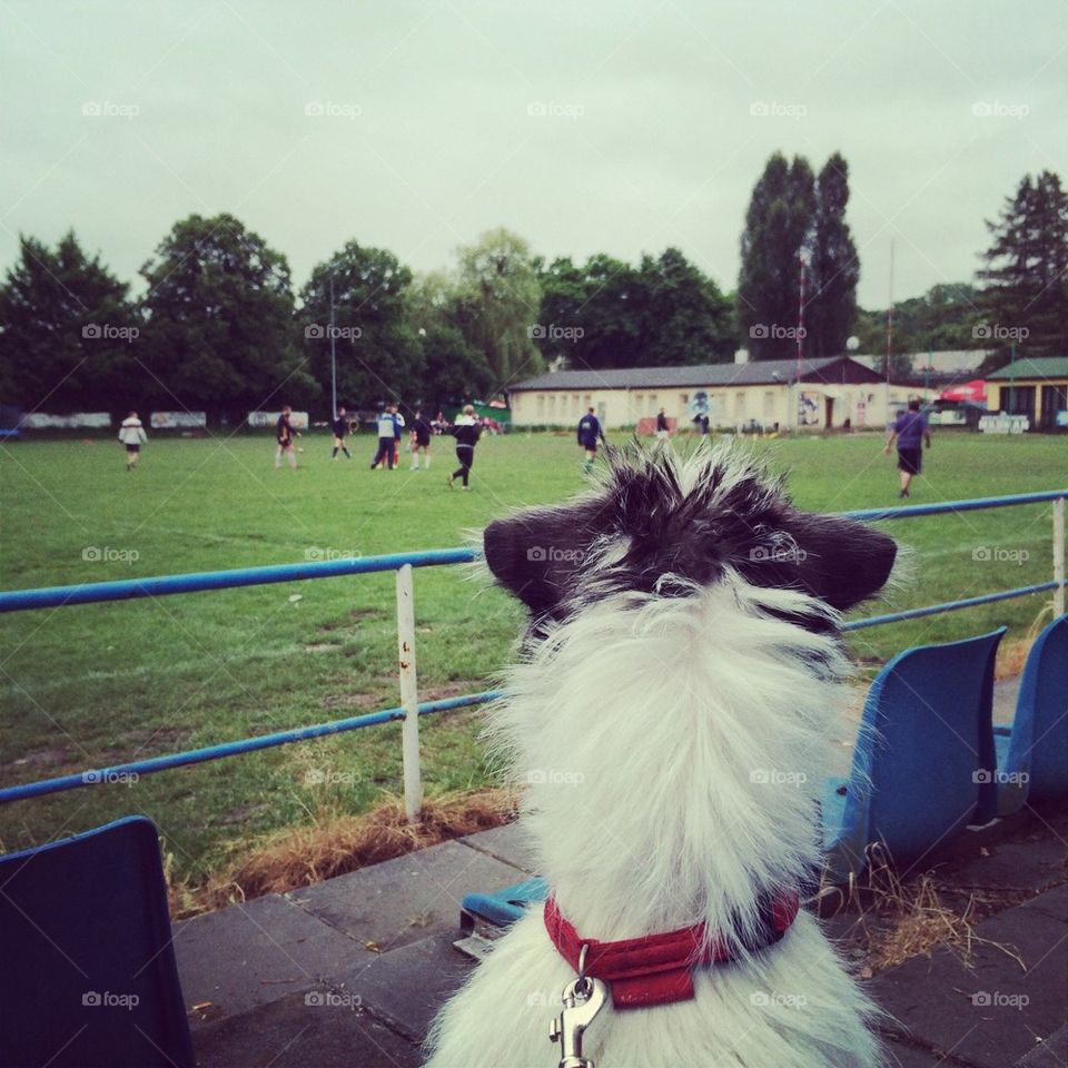 Gonzo watching a game