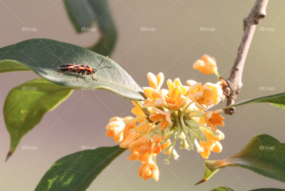 flower and insect