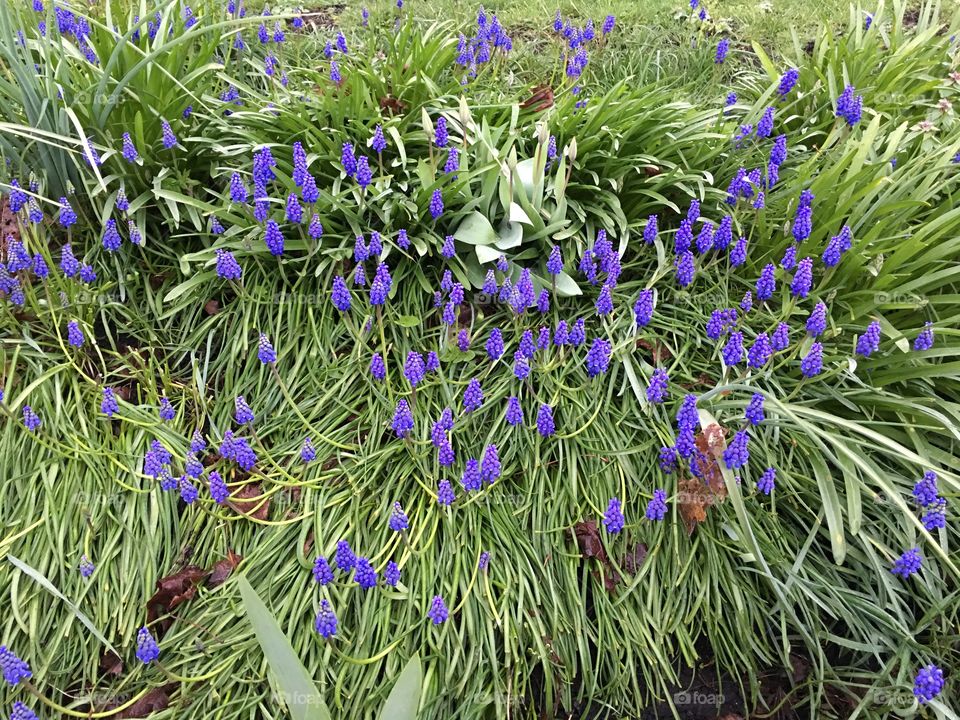 Blossoms in the grass