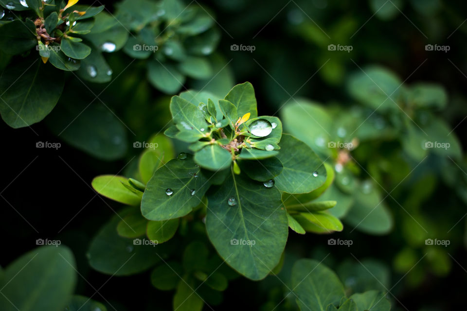 green plant and water drops