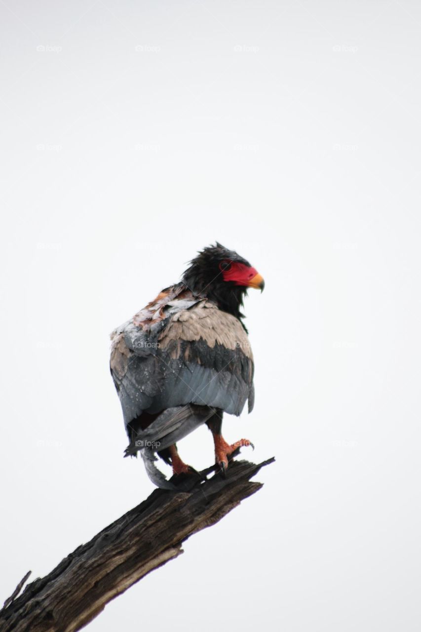 Bateleur eagle