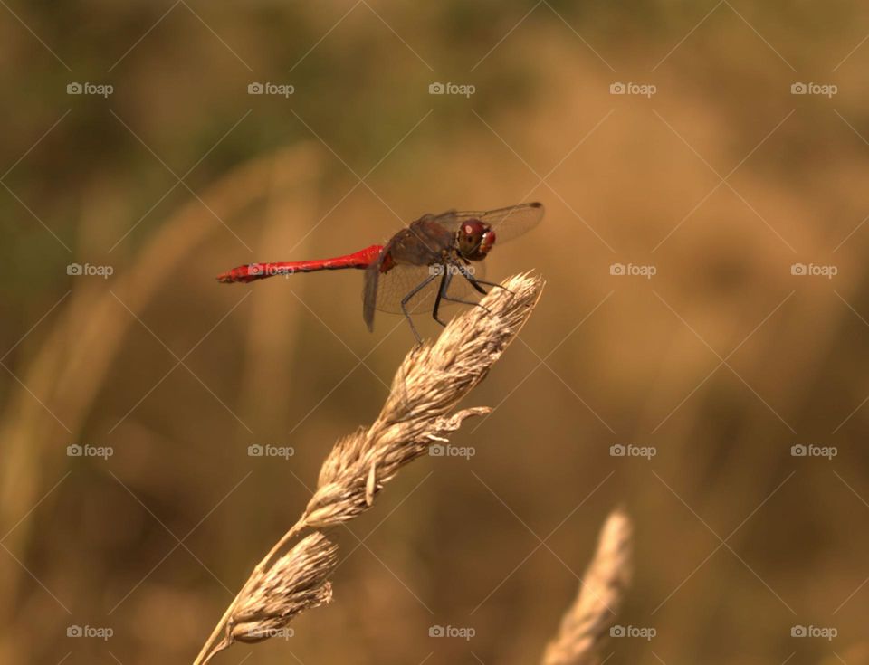 Sympetrum sanguineum,a true beauty among dragonflies,with its charm unique in this field.