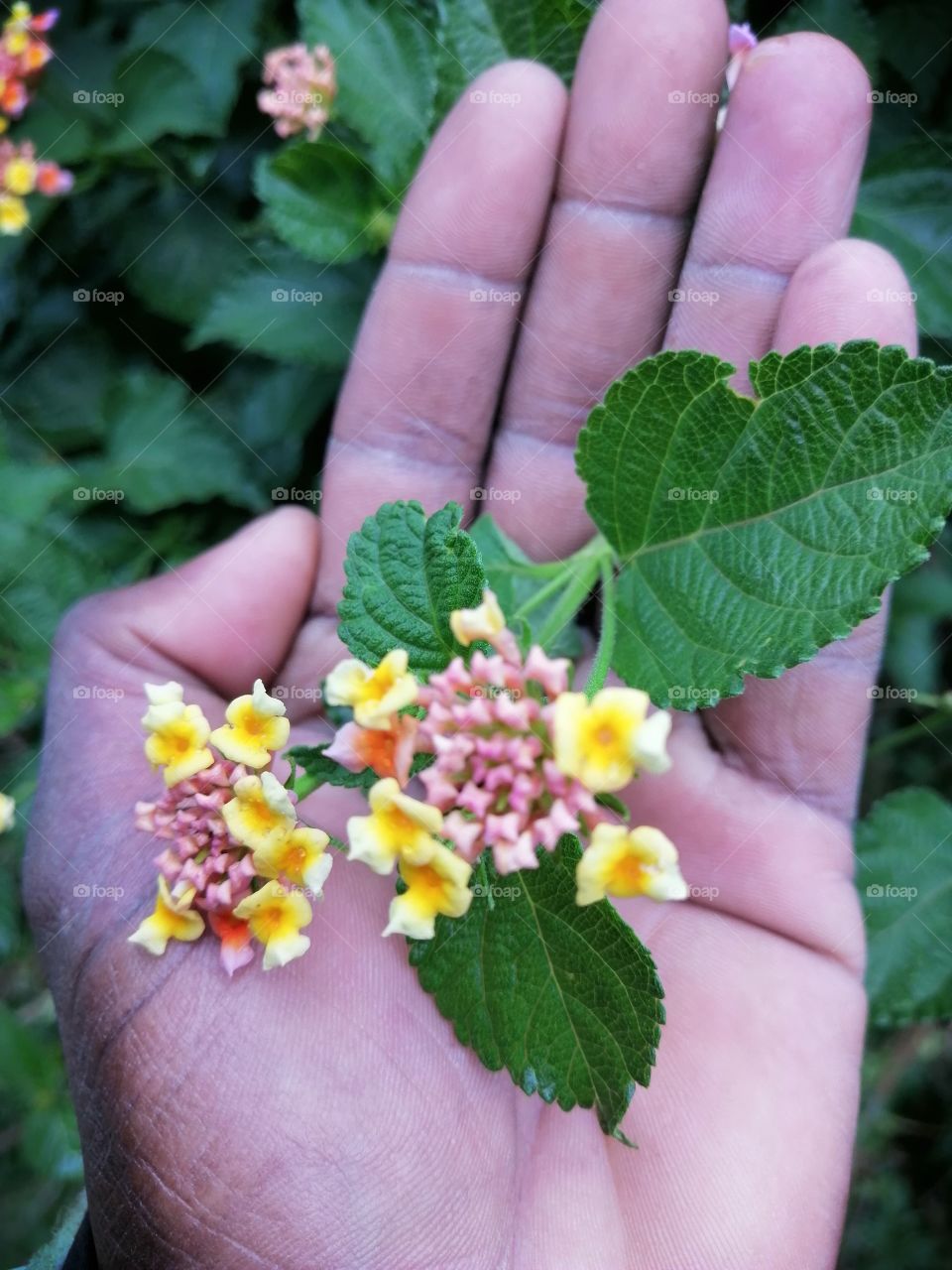 Flowering Lantana camara and sweet smell.