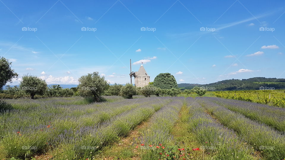 Little provencal windmill in a middle of lavender field at the end of spring, France.