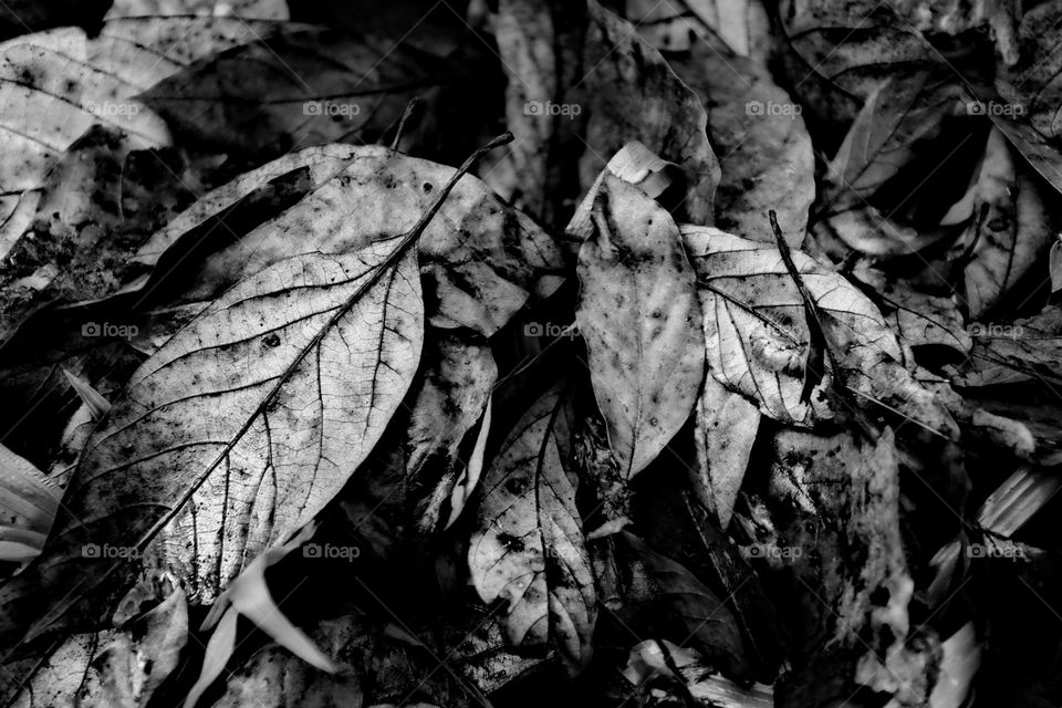 Broken Leaf.