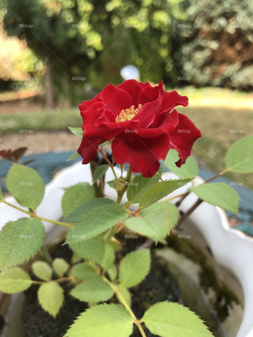 This lovely miniature rose represents the length of my relationship with my partner,we have known each other for 5 years and this rose has just flowered again after 5 years, l hope an indication of our true love for each other and an exciting moment