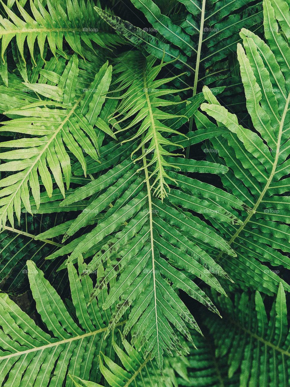 Fern leaves