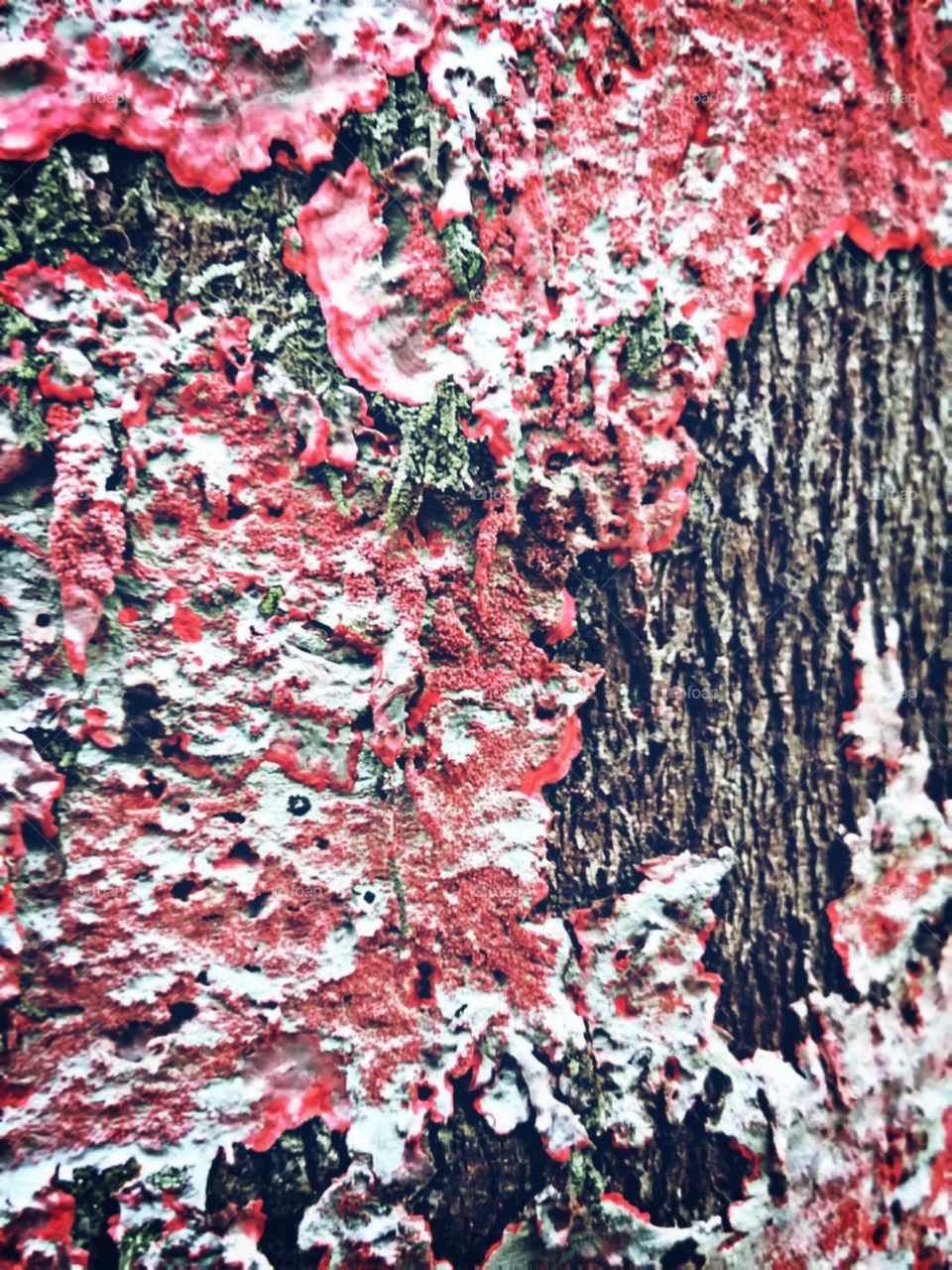 Rosa suave e perfeito no líquen da arvore.