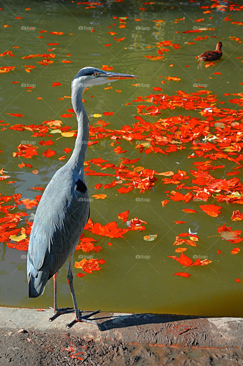 Portrait of a Grey Heron beside an autumnal pond.