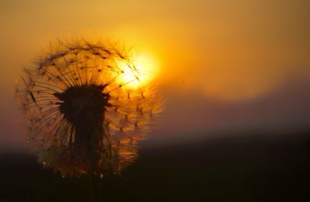 Dandelion 