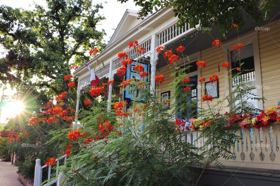 Flower, No Person, House, Architecture, Garden