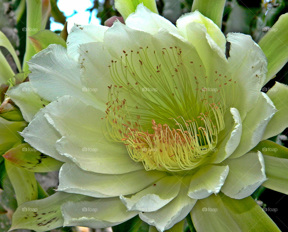 Blooming Cactus Plant. This fully exposed cactus blossom was taken early morning in Santiago de Cuba. It's sweet smell radiates and attracts!