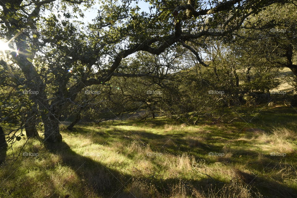 Late afternoon sun creates eerie shadows of twisted branches of an oak tree.