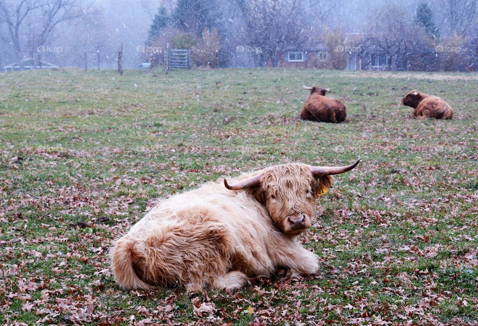 Cattle in grass land