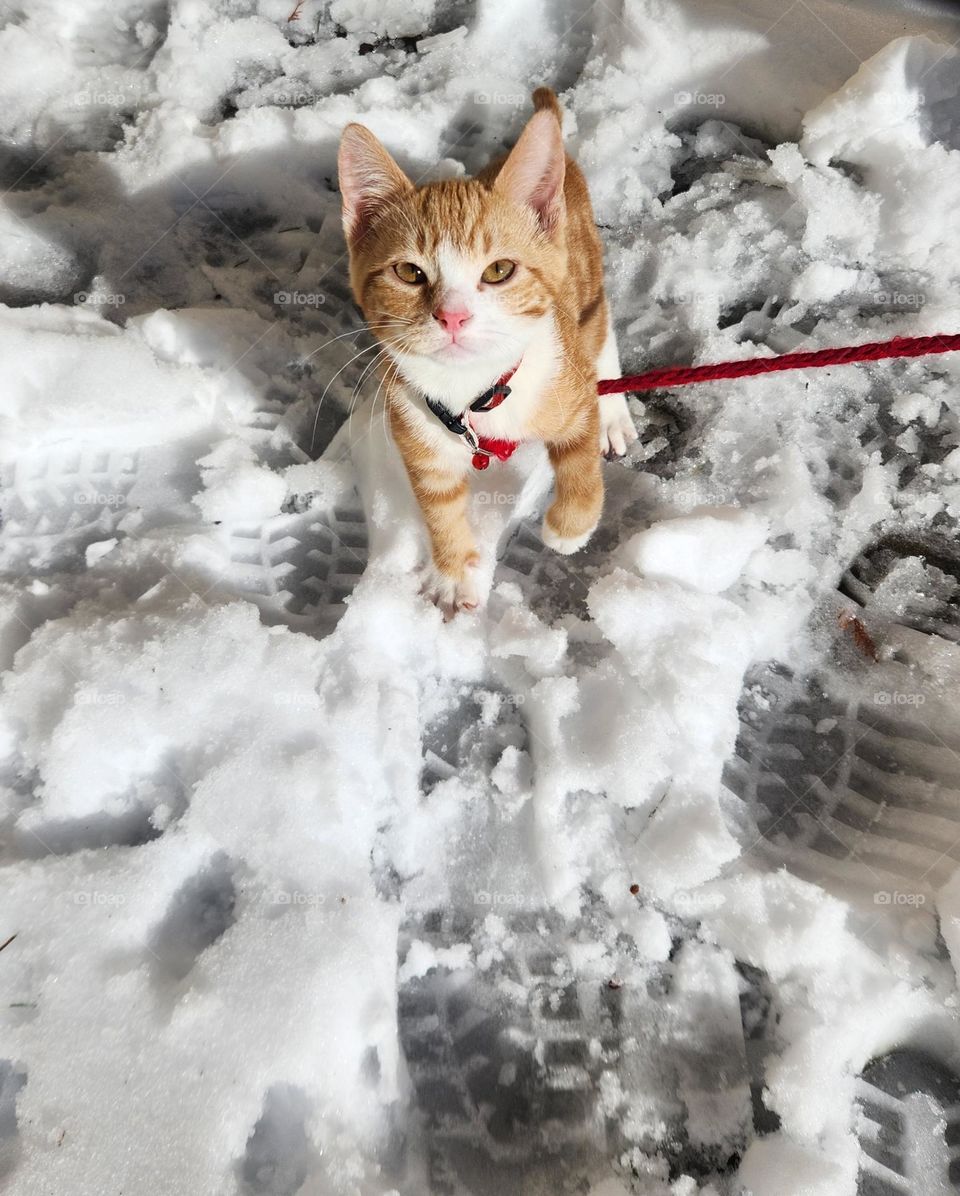Little orange and white tabby kitten looking up while walking in the snow slush.