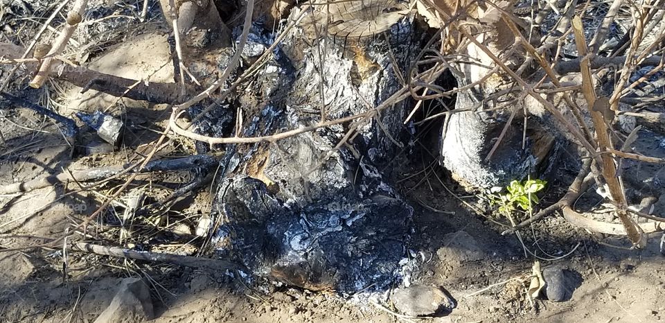 burnt tree