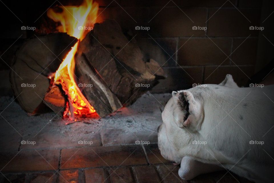 Dog looking at a fireplace 