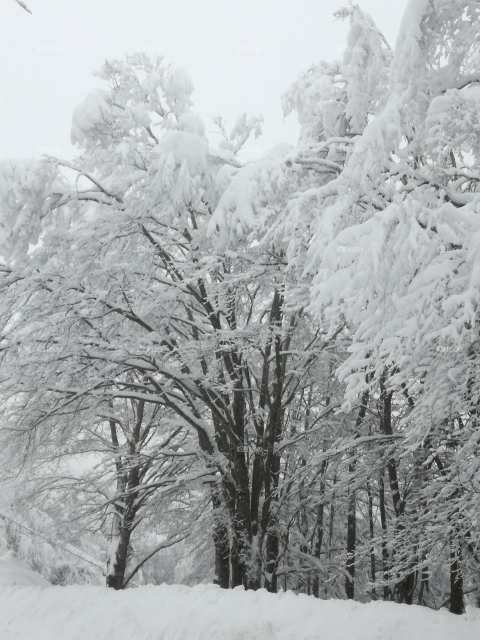White sleeping trees